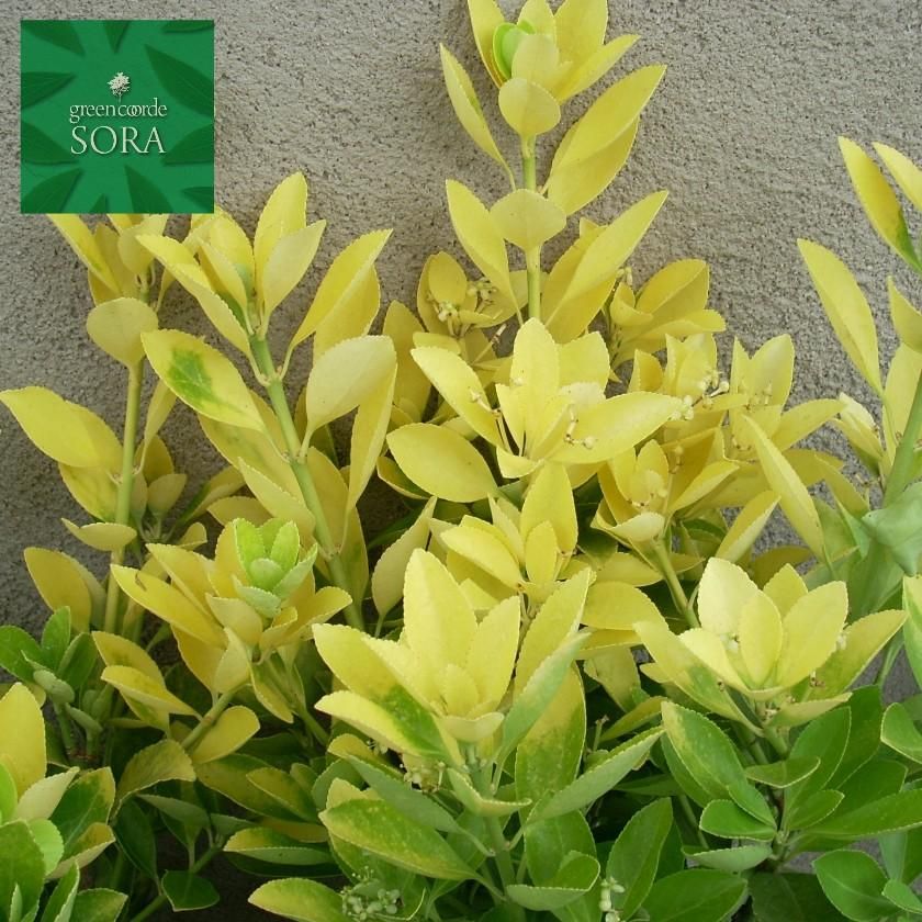 黄金マサキH900～1100 10本 - SORAの植木屋さん
