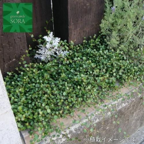 ワイヤープランツ 12本 Soraの植木屋さん ワイヤープランツ 12本 Soraの植木屋さん