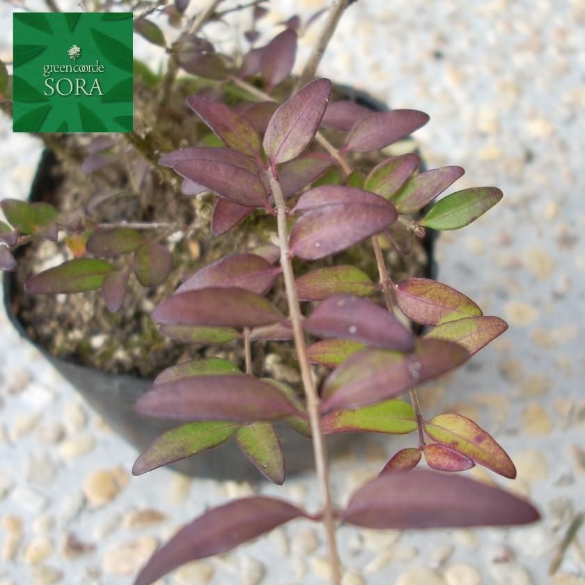 ロニセラニティダ 12本 Soraの植木屋さん ロニセラニティダ 12本 Soraの植木屋さん