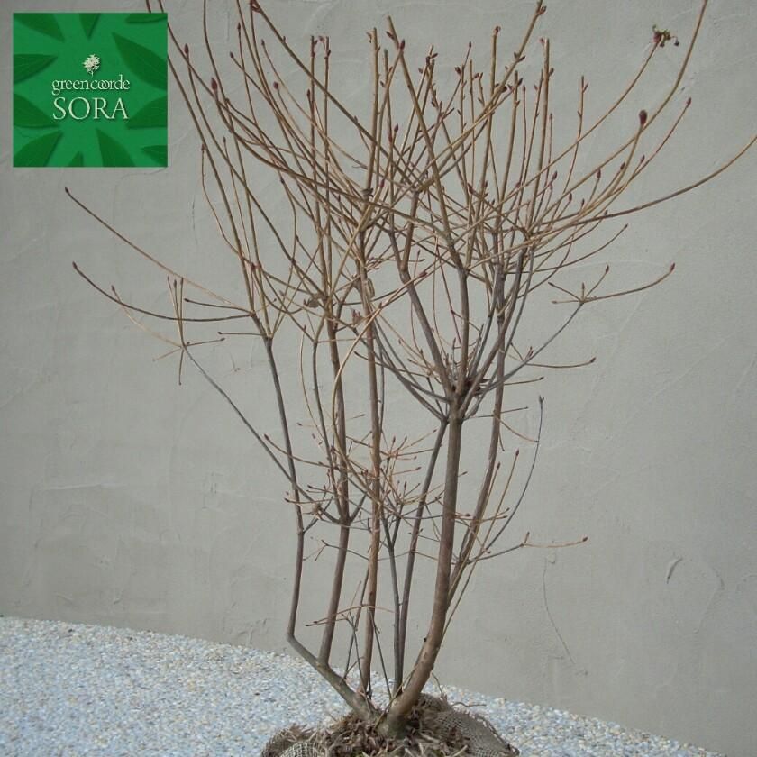 紅ドウダンツツジ20本 - SORAの植木屋さん