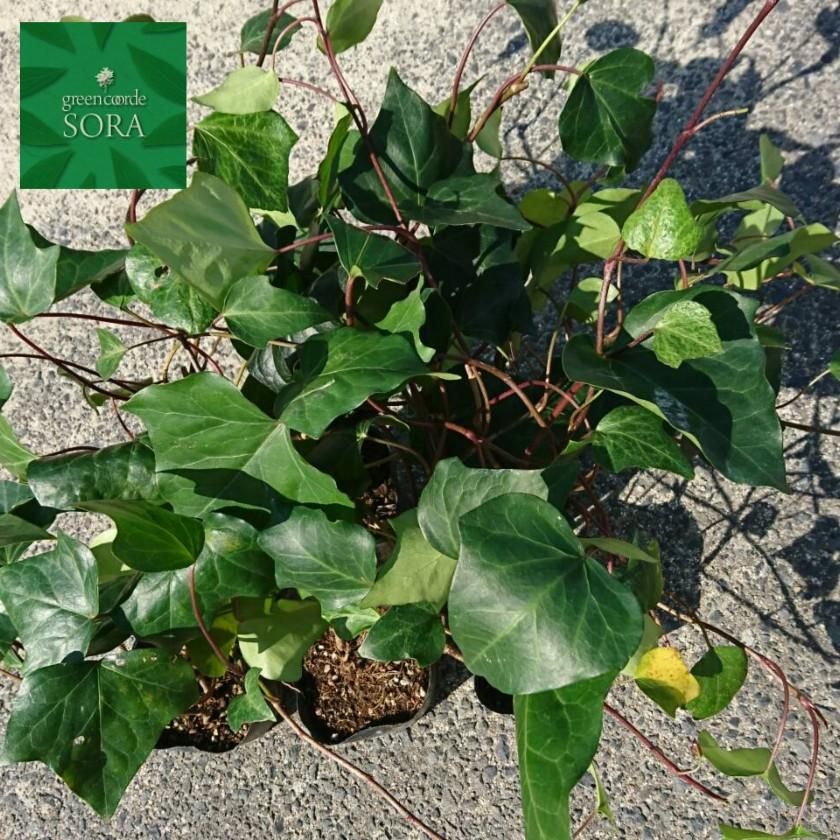 ヘデラカナリエンシス 6本 Soraの植木屋さん ヘデラカナリエンシス 6本 Soraの植木屋さん