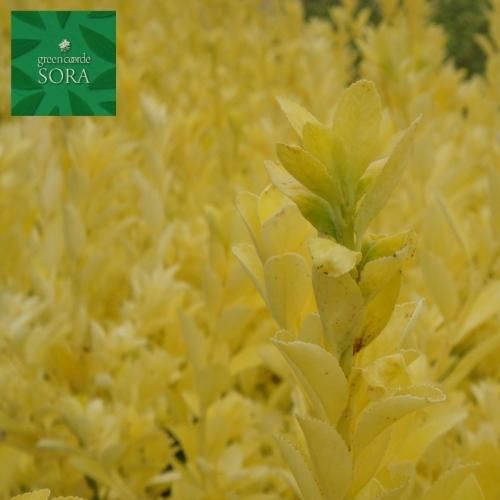 【marudoraさま専用】Yellow Long Neck 挿木苗 ほか5点 marudoraさま専用】Yellow Long Neck 挿木苗 ほか5点 marudoraさま専用