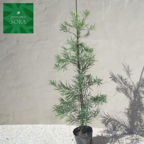 ラカンマキh900 1100 10本 Soraの植木屋さん ラカンマキh900 1100 10本 Soraの植木屋さん