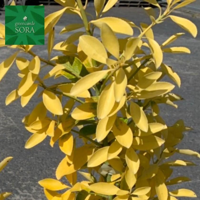 黄金マサキH1100～1300 5本 - SORAの植木屋さん