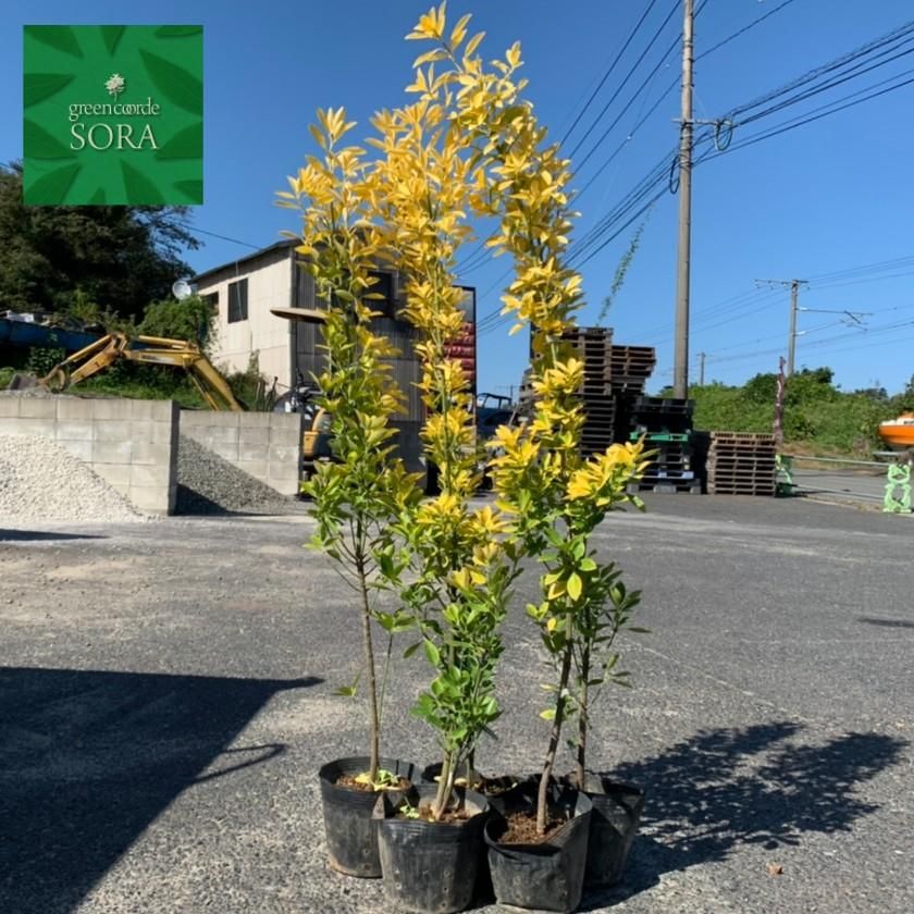 マティーナ・セオドシウ　黄金色の輝き オメガからスピードマスター ムーンウォッチのバイカラーモデル