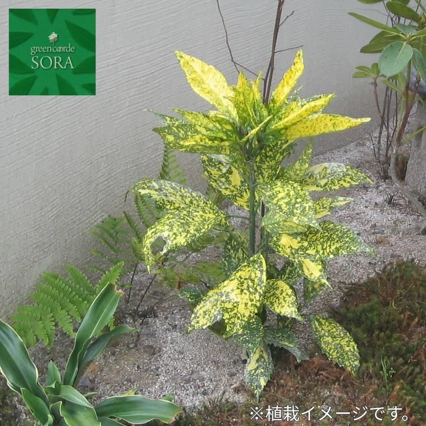 クサソテツ 24本 Soraの植木屋さん クサソテツ 24本 Soraの植木屋さん