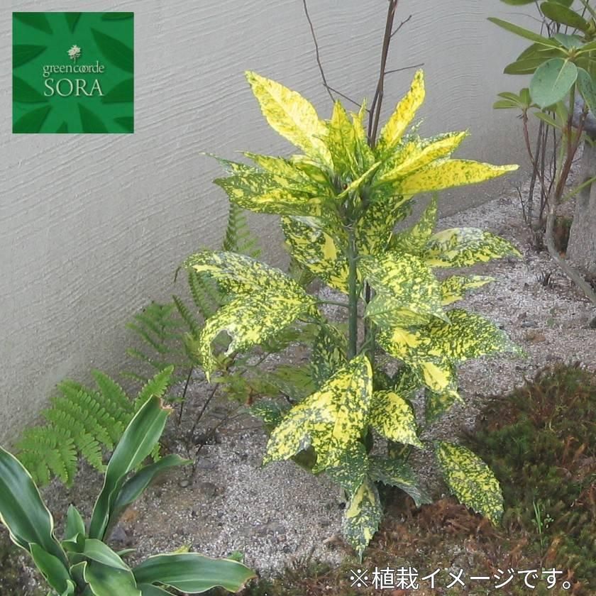 クサソテツ 24本 Soraの植木屋さん