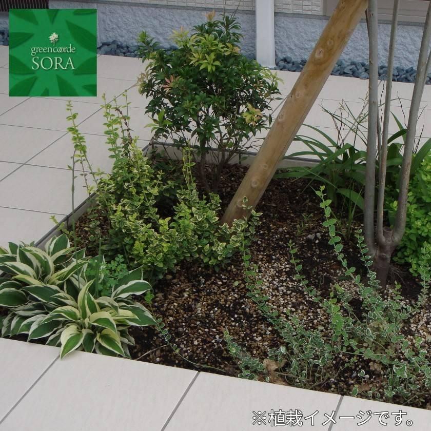 フイリギボウシ 24本 - SORAの植木屋さん