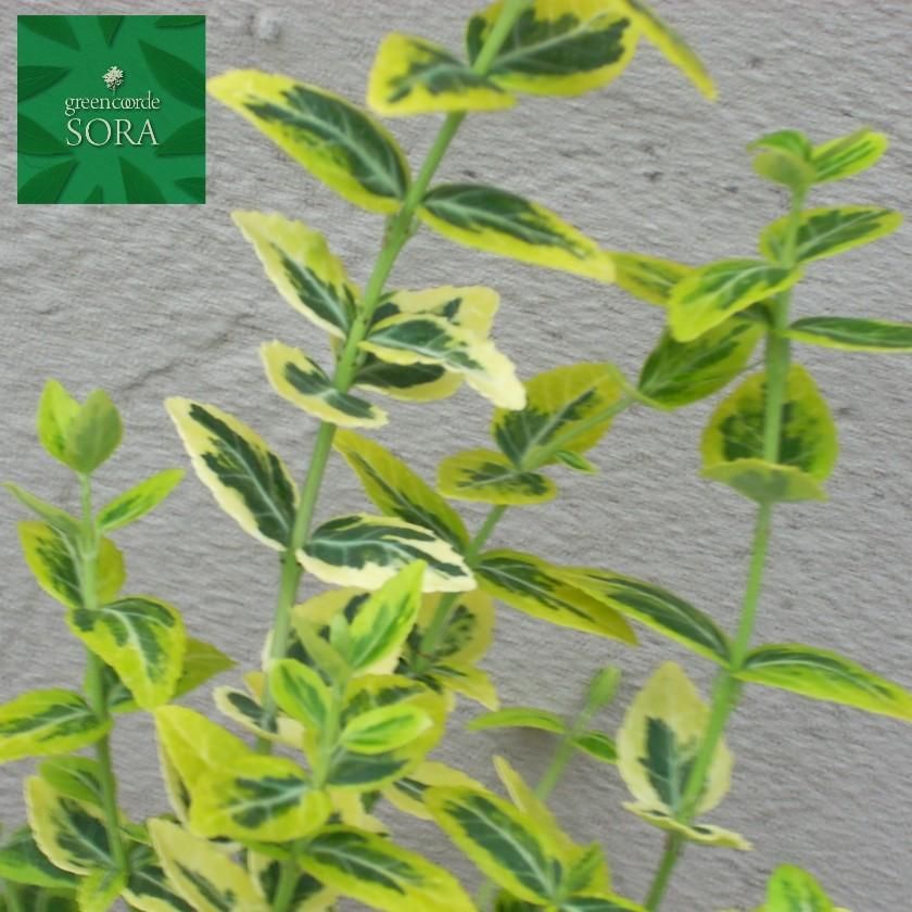 エメラルドゴールド 6本 Soraの植木屋さん エメラルドゴールド 6本 Soraの植木屋さん