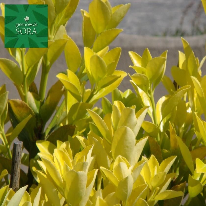 マティーナセオドシウ黄金色の輝き黄金色の眺望