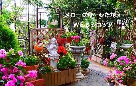 ꡼󤿤WEBå