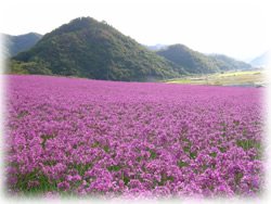 鳥取県福部町の砂丘らっきょう畑