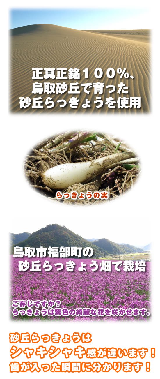 正真正銘１００％、鳥取砂丘で育った砂丘らっきょうを使用