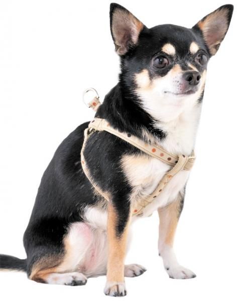louisdog ルイスドッグのおすすめ人気商品一覧 通販 - Yahoo