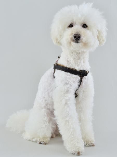 デニム(Mサイズ：～20Kg) | WHCY(ウォームハートカンパニー)公式通販サイト