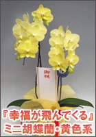 黄色い胡蝶蘭