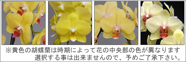 黄色の胡蝶蘭