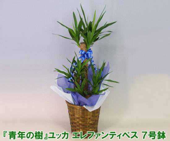 送料無料 ミニ観葉植物 青年の樹 ユッカ エレファンティペス 7号鉢 高さ100cm 胡蝶蘭販売店 こころ花 洋蘭の鉄人が育てた胡蝶蘭ギフトは贈り物に大好評