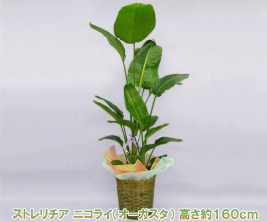 産地直送 観葉植物 ストレリチア ニコライ オーガスタ 10号鉢 高さ約160cm 胡蝶蘭販売店 こころ花 洋蘭の鉄人が育てた胡蝶蘭ギフトは贈り物に大好評