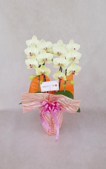 եȡ̵ ۡڡŵ٥ȥץ饤ۥĥޥ2Ω"ȭλΰ٥åԥ󥰤ޤ<img class='new_mark_img2' src='https://img.shop-pro.jp/img/new/icons25.gif' style='border:none;display:inline;margin:0px;padding:0px;width:auto;' />