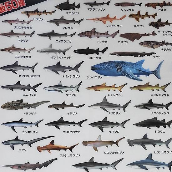 クリアファイル サメグッズ おもしろ文房具 鮫の図鑑 鮫大全クリアホルダー 海の雑貨 水族館グッズ 動物ぬいぐるみ通販ショップ まんぼう屋ドットコム クリアファイル サメグッズ おもしろ文房具 鮫の図鑑 鮫大全クリアホルダー 海の雑貨 水族館グッズ 動物ぬいぐるみ通販ショップ まんぼう屋ドットコム