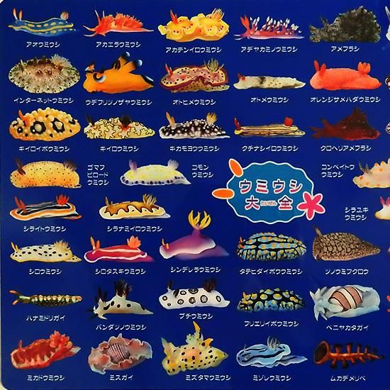 うみうし出品 Amazon.co.jp: ザ・アクセス 下敷き ウミウシ 大全 水族館 A4