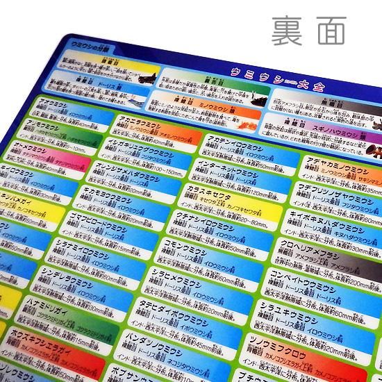 うみうし出品 A4サイズ下敷き】ウミウシグッズ◇図鑑したじき◇ザ・アクセス