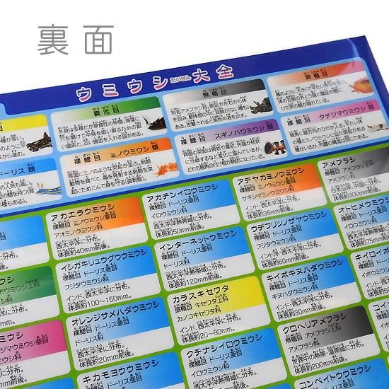 A4クリアファイル】ウミウシグッズ◇おもしろ文房具◇海牛の図鑑