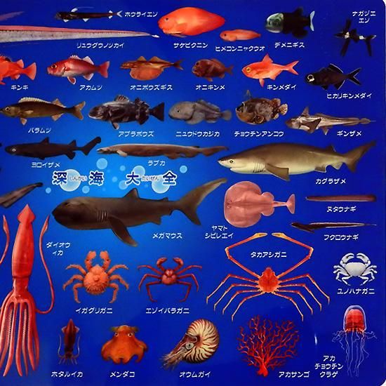 サイズ下敷き 深海魚グッズ おもしろ文房具 図鑑したじき ザ アクセス 深海大全 海の雑貨 水族館グッズ 動物ぬいぐるみ通販ショップ まんぼう屋ドットコム