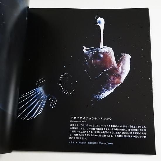 深海魚図鑑 写真集 本 パイインターナショナル 深海世界 フルカラー96ページ 海の雑貨 水族館グッズ 動物ぬいぐるみ通販ショップ まんぼう屋ドットコム 深海魚図鑑 写真集 本 パイインターナショナル 深海世界 フルカラー96ページ 海の雑貨 水族館グッズ 動物ぬいぐるみ通販ショップ まんぼう屋ドットコム