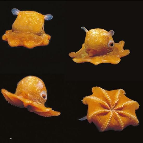 深海魚図鑑 写真集 本 パイインターナショナル 深海世界 フルカラー96ページ 海の雑貨 水族館グッズ 動物ぬいぐるみ通販ショップ まんぼう屋ドットコム 深海魚図鑑 写真集 本 パイインターナショナル 深海世界 フルカラー96ページ 海の雑貨 水族館グッズ 動物ぬいぐるみ通販ショップ まんぼう屋ドットコム