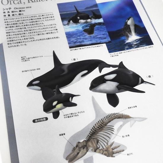 シャチグッズ 雑貨 文房具 クリアファイル World Nature Classic クリアホルダーオルカ 海の雑貨 水族館グッズ 動物ぬいぐるみ通販ショップ まんぼう屋ドットコム