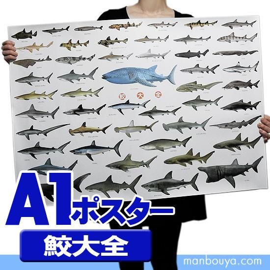 サメグッズ アートポスター インテリア 特大 A1サイズ 図鑑タイプポスター 鮫大全 海の雑貨 水族館グッズ 動物ぬいぐるみ通販ショップ まんぼう屋ドットコム