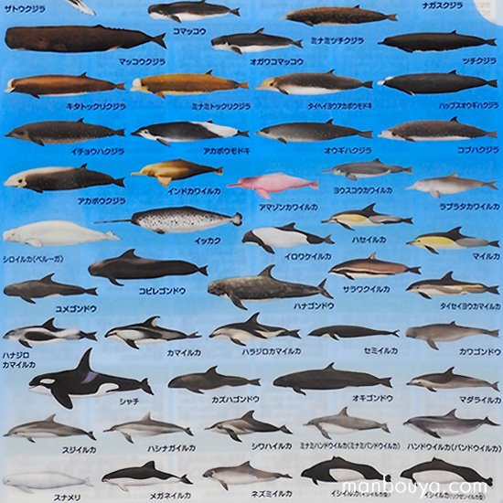 A4クリアファイル クジラ イルカ 図鑑 水族館グッズ ザ・アクセス 海の哺乳類大全