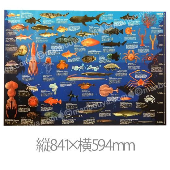 深海生物 グッズ アートポスター インテリア 特大 A1サイズ 図鑑
