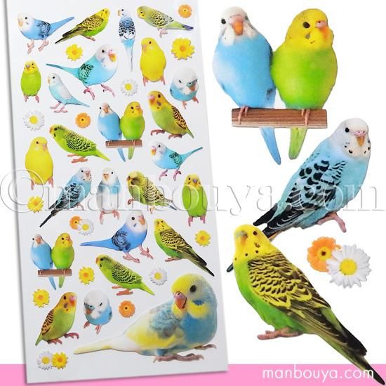 50 壁紙 かわいい セキセイ インコ すべての美しい花の画像 50 壁紙 かわいい セキセイ インコ すべての美しい花の画像