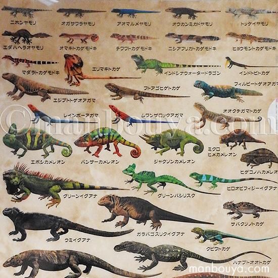 A4 クリアファイル トカゲ 爬虫類 図鑑 文房具 ザ・アクセス トカゲ