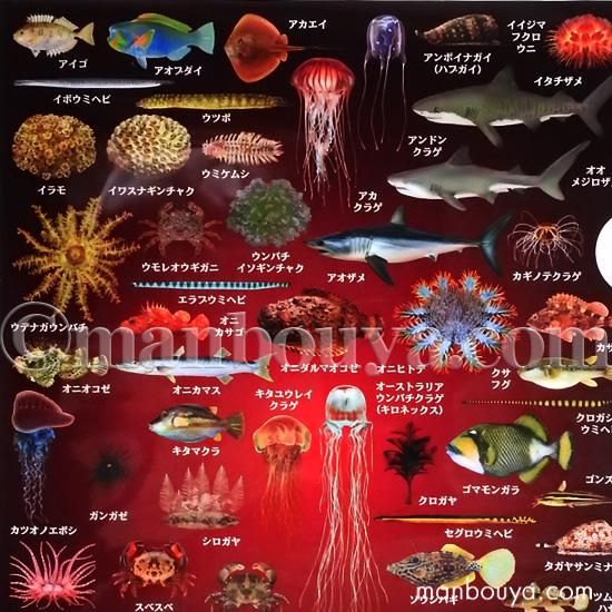 クリアファイル 魚 くらげ サメ 図鑑 大全シリーズ ザ アクセス 海の危険な生き物 クリアホルダー 海の雑貨 水族館グッズ 動物ぬいぐるみ通販ショップ まんぼう屋ドットコム クリアファイル 魚 くらげ サメ 図鑑 大全シリーズ ザ アクセス 海の危険な生き物 クリアホルダー 海の雑貨 水族館グッズ 動物ぬいぐるみ通販ショップ まんぼう屋ドットコム