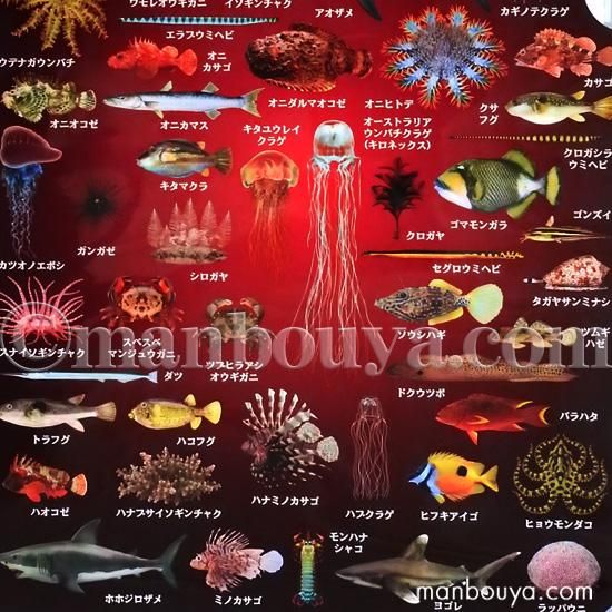 クリアファイル 魚 くらげ サメ 図鑑 大全シリーズ ザ アクセス 海の危険な生き物 クリアホルダー 海の雑貨 水族館グッズ 動物ぬいぐるみ通販ショップ まんぼう屋ドットコム