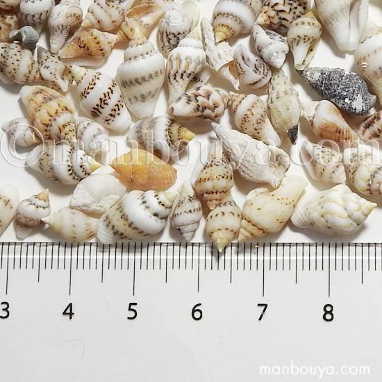 小さい 巻貝 インテリア シェル 貝殻 パーツ フトコロガイ 50g 海の雑貨 水族館グッズ 動物ぬいぐるみ通販ショップ まんぼう屋ドットコム 小さい 巻貝 インテリア シェル 貝殻 パーツ フトコロガイ 50g 海の雑貨 水族館グッズ 動物ぬいぐるみ通販ショップ まんぼう屋ドットコム