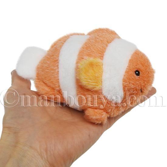楽天市場】【現物】クロクマノミbig 8cm± ! wild 海水魚