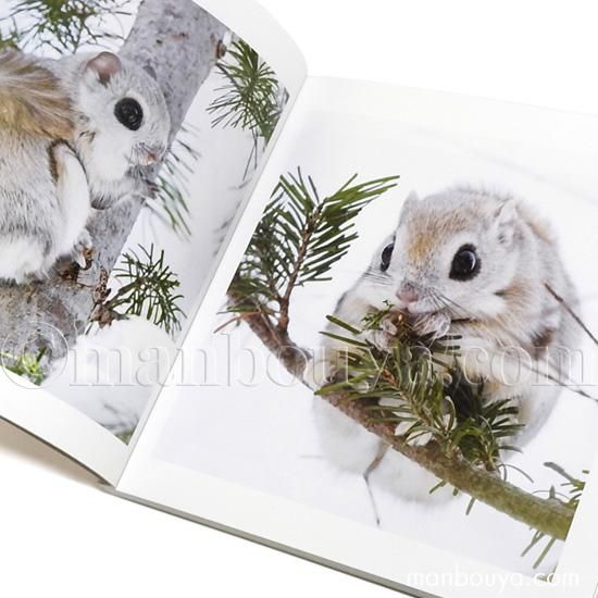 エゾモモンガ出品 楽天市場】エゾモモンガの通販