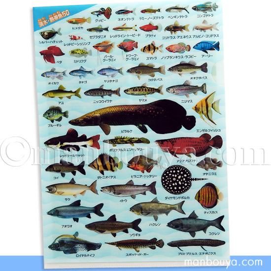クリアファイル 魚 図鑑 アロワナ ピラルク 文房具 ザ アクセス 淡水魚 熱帯魚大全 クリアフォルダー 海の雑貨 水族館グッズ 動物ぬいぐるみ通販ショップ まんぼう屋ドットコム クリアファイル 魚 図鑑 アロワナ ピラルク 文房具 ザ アクセス 淡水魚 熱帯魚大全 クリアフォルダー 海の雑貨 水族館グッズ 動物ぬいぐるみ通販ショップ まんぼう屋ドットコム
