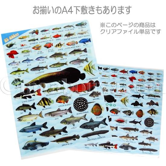 A4 クリアファイル 魚 図鑑 アロワナ ピラルク 文房具 ザ・アクセス