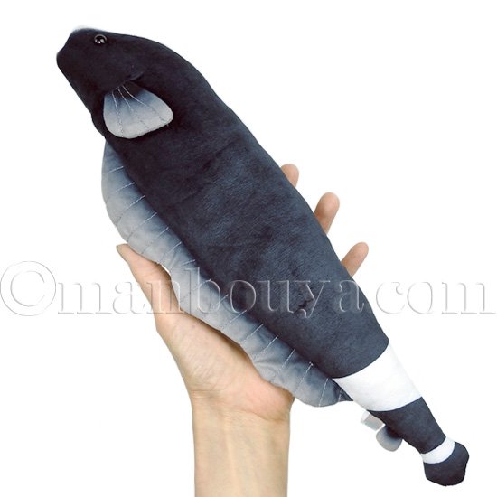 ブラックゴースト ぬいぐるみ 熱帯魚 A-SHOW 栄商 わくわく図鑑 Black Ghost Knife Fish 36cm -  海の雑貨・水族館グッズ・動物ぬいぐるみ通販ショップ まんぼう屋ドットコム