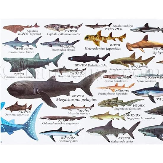 サメ グッズ マグカップ 大きい 陶磁器 白 水族館 お土産 ザ・アクセス