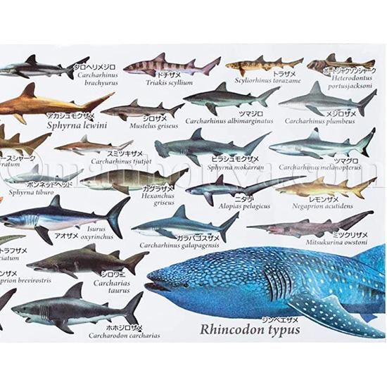 【鮫。】グッズ詰め合わせ サメ グッズ マグカップ 大きい 陶磁器 白 水族館 お土産 ザ・アクセス