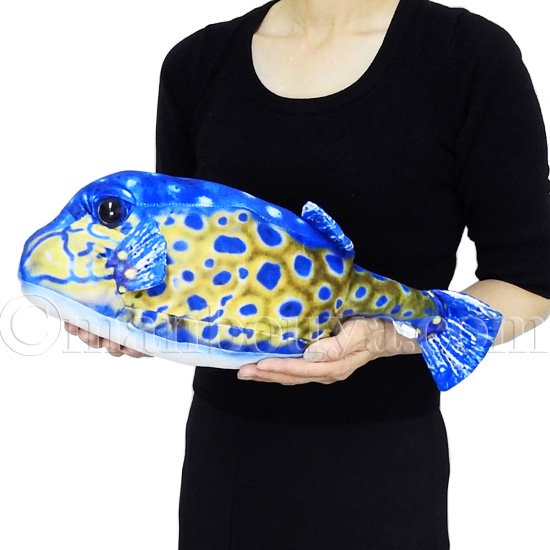 魚 ハコフグ ぬいぐるみ ふぐ リアル さかなクン おさかなぬいぐるみ ハコフグ オス 45cm TST 太洋産業貿易 -  海の雑貨・水族館グッズ・動物ぬいぐるみ通販ショップ まんぼう屋ドットコム