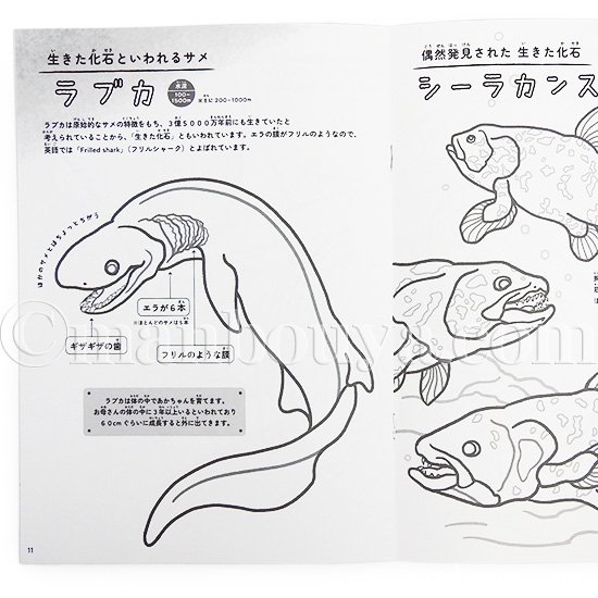 深海魚 グッズ 塗り絵 子供 ぬりえ 海の生き物 水族館 お土産 ぬりえ図鑑 深海生物 - 海の雑貨・水族館グッズ・動物ぬいぐるみ通販ショップ  まんぼう屋ドットコム