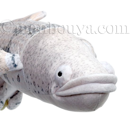 リアル 魚 ぬいぐるみ ポリプテルス・エンドリケリー グッズ テイクオフ TAKEOFF 54cm -  海の雑貨・水族館グッズ・動物ぬいぐるみ通販ショップ まんぼう屋ドットコム